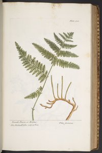 Plate 325, from 