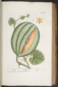 Plate 329, from 