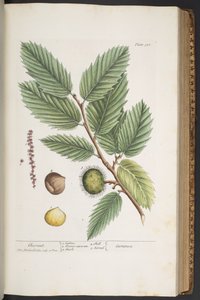 Plate 330, from 