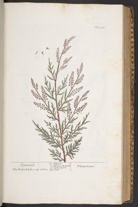 Plate 331, from 