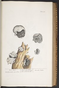 Plate 334, from 