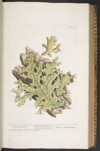 Plate 335, from 
