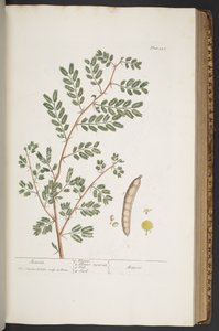 Plate 345, from 