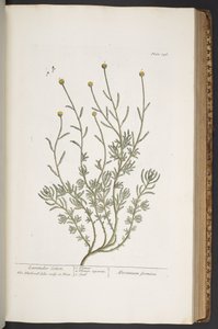 Plate 346, from 