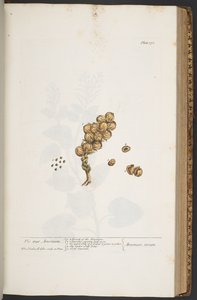 Plate 371, from 