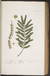 Plate 377, from 