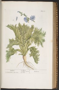 Plate 378, from 