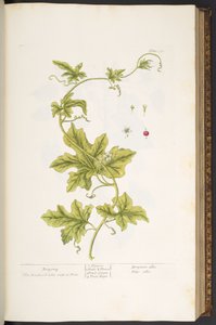 Plate 37, Bryony, from 