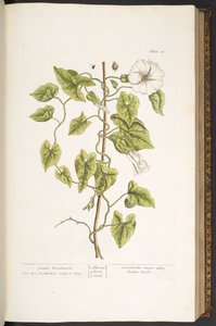 Plate 38, Great Bindweed, from 
