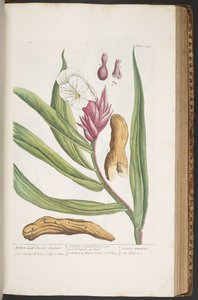 Plate 394, from 