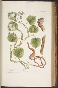 Plate 397, from 