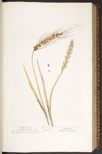Plate 40, Wheat, and Bearded Wheat, from 
