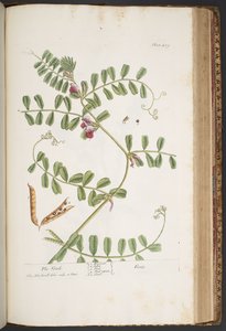 Plate 429, from 