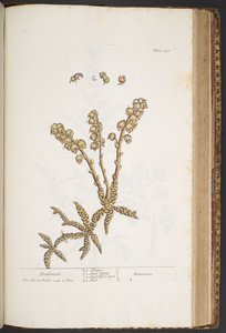 Plate 430, Toothwort, from A Curious Herbal by Elizabeth Blackwell
