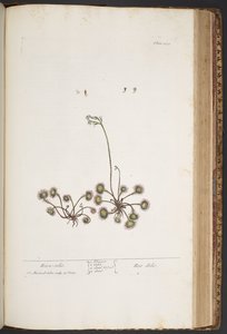 Plate 432, from 