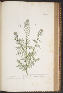 Plate 440, from 