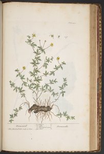 Plate 445, from 