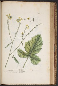 Plate 446, from 