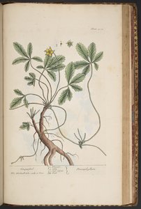 Plate 454, Cinquefoil, from A Curious Herbal by Elizabeth Blackwell