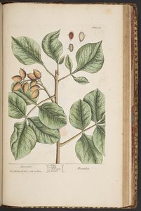 Plate 461, from A Curious Herbal