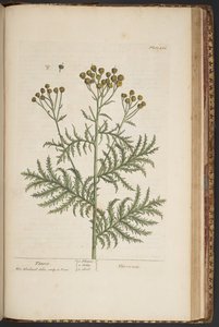 Plate 464, from A Curious Herbal by Elizabeth Blackwell