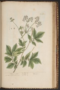 Plate 465, from 