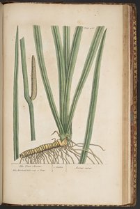Plate 466, from A Curious Herbal by Elizabeth Blackwell