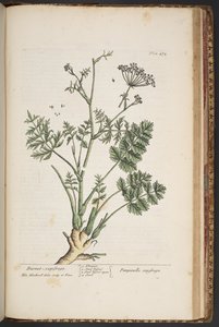 Plate 472, from A Curious Herbal