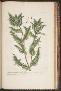 Plate 476, Carduus, or the Blessed Thistle, from 