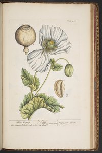 Plate 483, from 