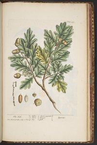 Plate 487, from 