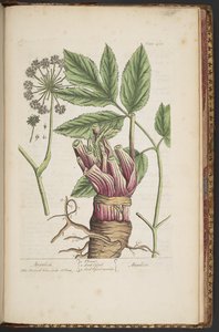 Plate 495, from A Curious Herbal
