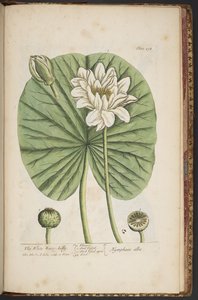 Plate 497, from 