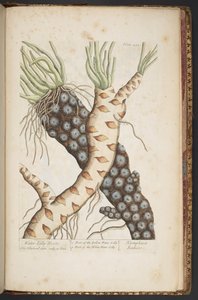 Plate 498, from 