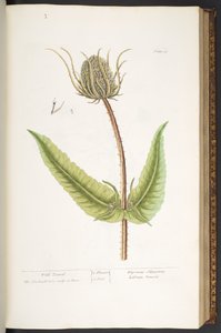 Plate 50, Wild Teasel, from 