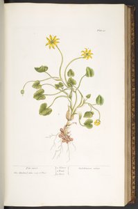 Plate 51, Pile-Wort, from 