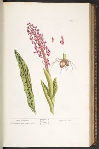 Plate 53, Male Satyrion, from 