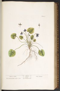 Plate 55, March Violet, from 