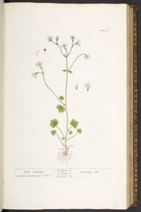 Plate 56, White Saxifrage, from 