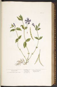 Plate 59, Periwinkle, from 