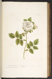 Plate 73, from 