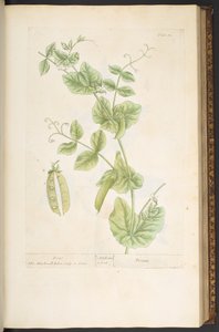 Plate 83, from 