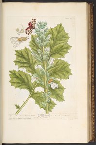 Plate 89, from 