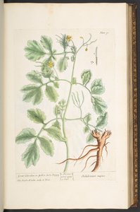 Plate 91, Great Celandine, or Yellow Horn Poppy, from 