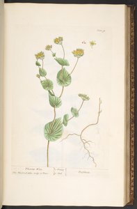 Plate 95, from 