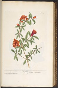 Plate 97, from 