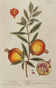 Punica Granatum, from A Curious Herbal, 1782