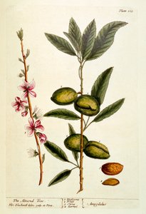 The Almond Tree, plate 105 from 