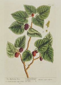 The Mulberry Tree, plate 126 from 