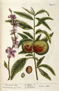 The Peach Tree